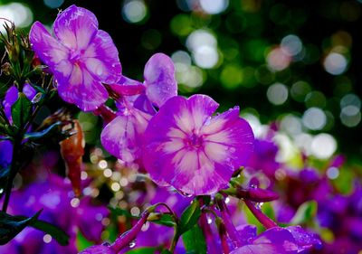 Close-up of pink flowers