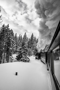 Snow covered pine trees against sky during winter