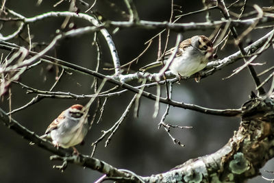 Close-up of bird perching on branch