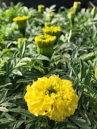 Close-up of yellow flowering plant