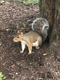 High angle view of squirrel on tree trunk