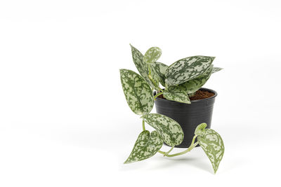 Close-up of potted plant against white background