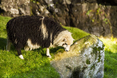 Sheep grazing in a field