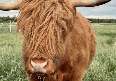 Close-up of a beef on field. cow drinking water 