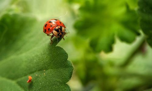 Close-up of ladybug on leaf