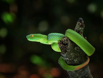 Close-up of green leaves