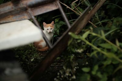 Cat looking away