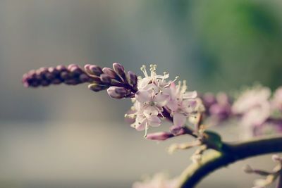 Close-up of fresh flowers blooming in park