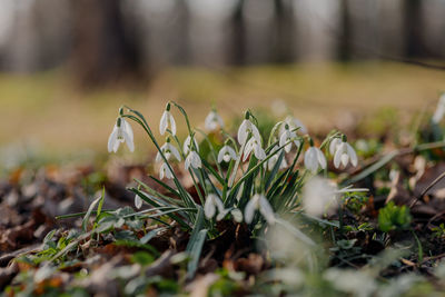 Close-up of white crocus flowers on field