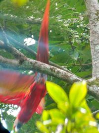 Close-up of red flowers