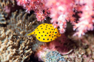 View of coral in sea