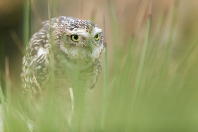Close-up of owl on grassy field