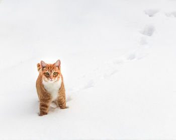 Cat lying on snow covered land