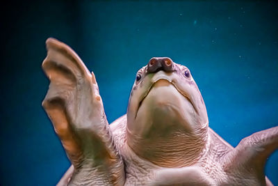 Close-up of hands swimming in sea