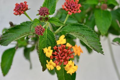 Close-up of flowering plant