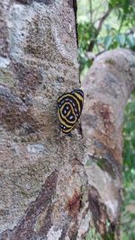 Close-up of insect on tree trunk