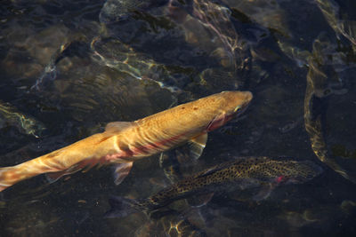 High angle view of fish in sea