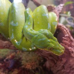 Close-up of lizard