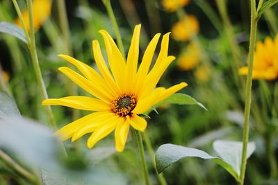 Close-up of yellow flower