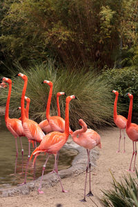 Flamingos at lakeshore