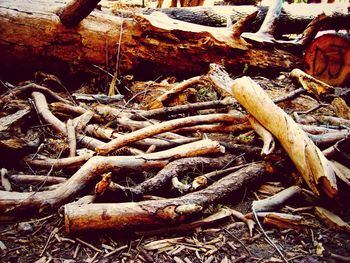 Pile of logs on wood