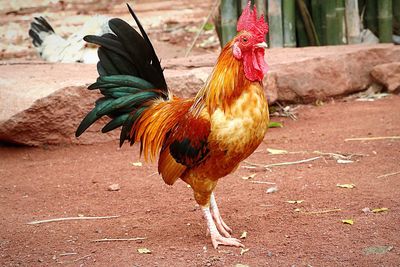 Close-up of rooster on field