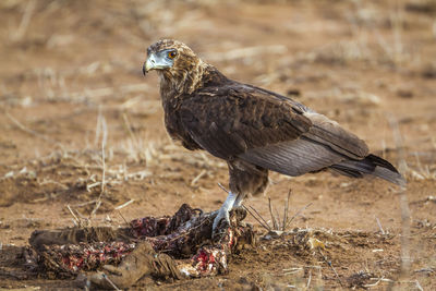 Close-up of a bird on field