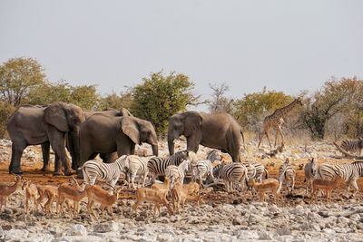 Various mammals standing on field against clear sky in forest