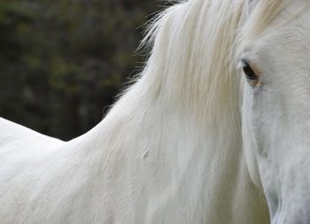 Close-up portrait of white horse