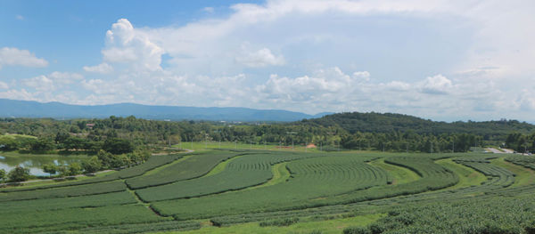 Scenic view of agricultural field against sky