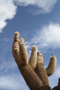 Low angle view of birds against sky