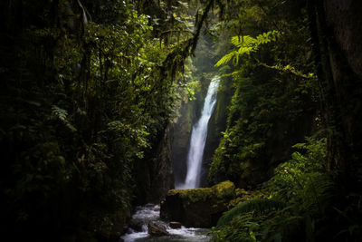 Scenic view of waterfall in forest from brazil
