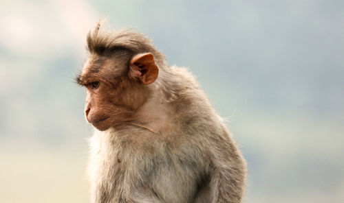 Close-up of monkey looking away