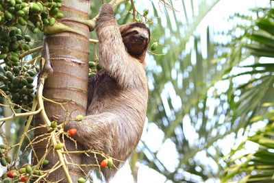 Low angle view of sloth on tree