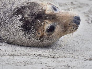 Close-up of an grey seal on beach