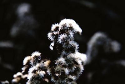 Close-up of flowers against blurred background