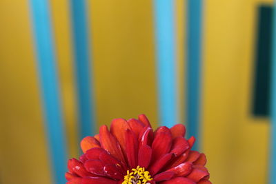 Close-up of yellow flower blooming outdoors