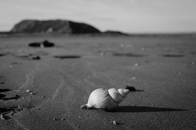 Close-up of seashell on beach