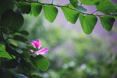 Close-up of pink flower blooming outdoors