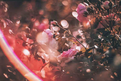 Close-up of pink flowering plant