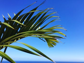 Low angle view of palm tree against blue sky