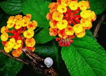 Close-up of yellow flowers