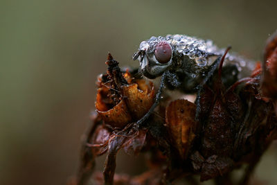 Close-up of a misty fly on a dry leaf