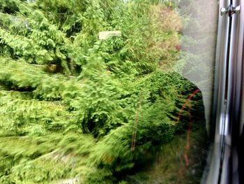 Close-up of green plants seen through window