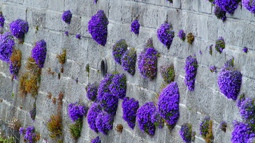 Purple flowering plants on wall