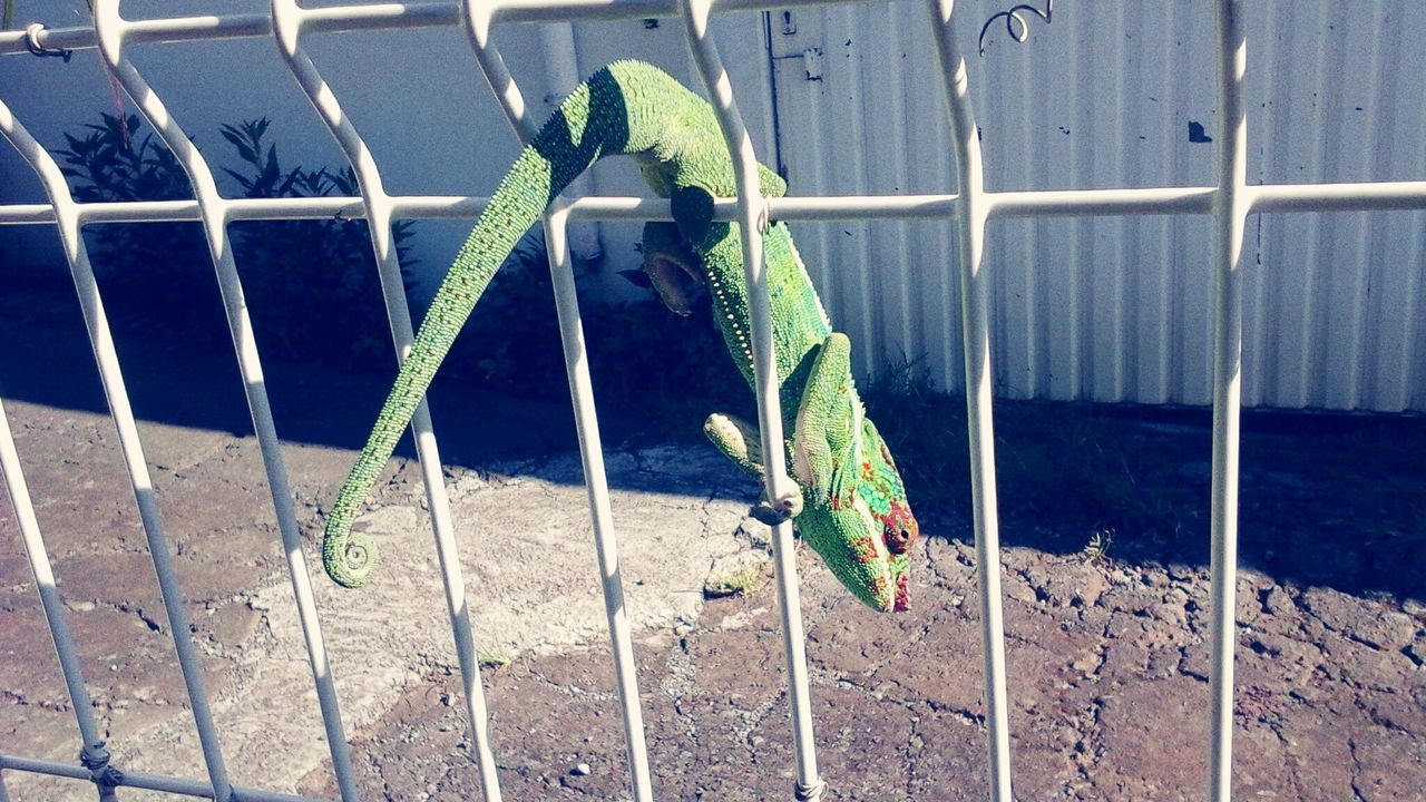 animal themes, one animal, fence, domestic animals, green color, outdoors, day, no people, high angle view, plant, wall - building feature, grass, mammal, pets, close-up, metal, nature, railing, pattern, sunlight