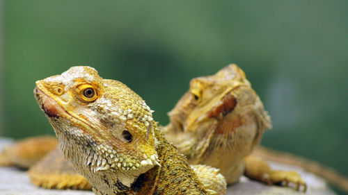 Close-up of a lizard