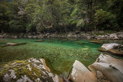 Scenic view of river in forest