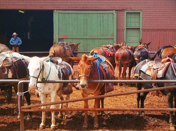 Horses standing on field