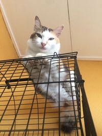 Portrait of cat sitting on wall